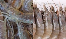 爆料人工养殖海虾视频,视频曝光养殖过程全纪录